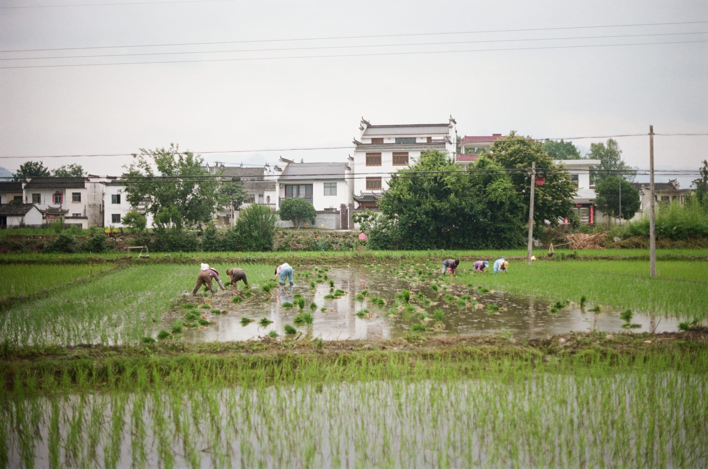 Farmers planting rice seedlings in a flooded paddy field below a village