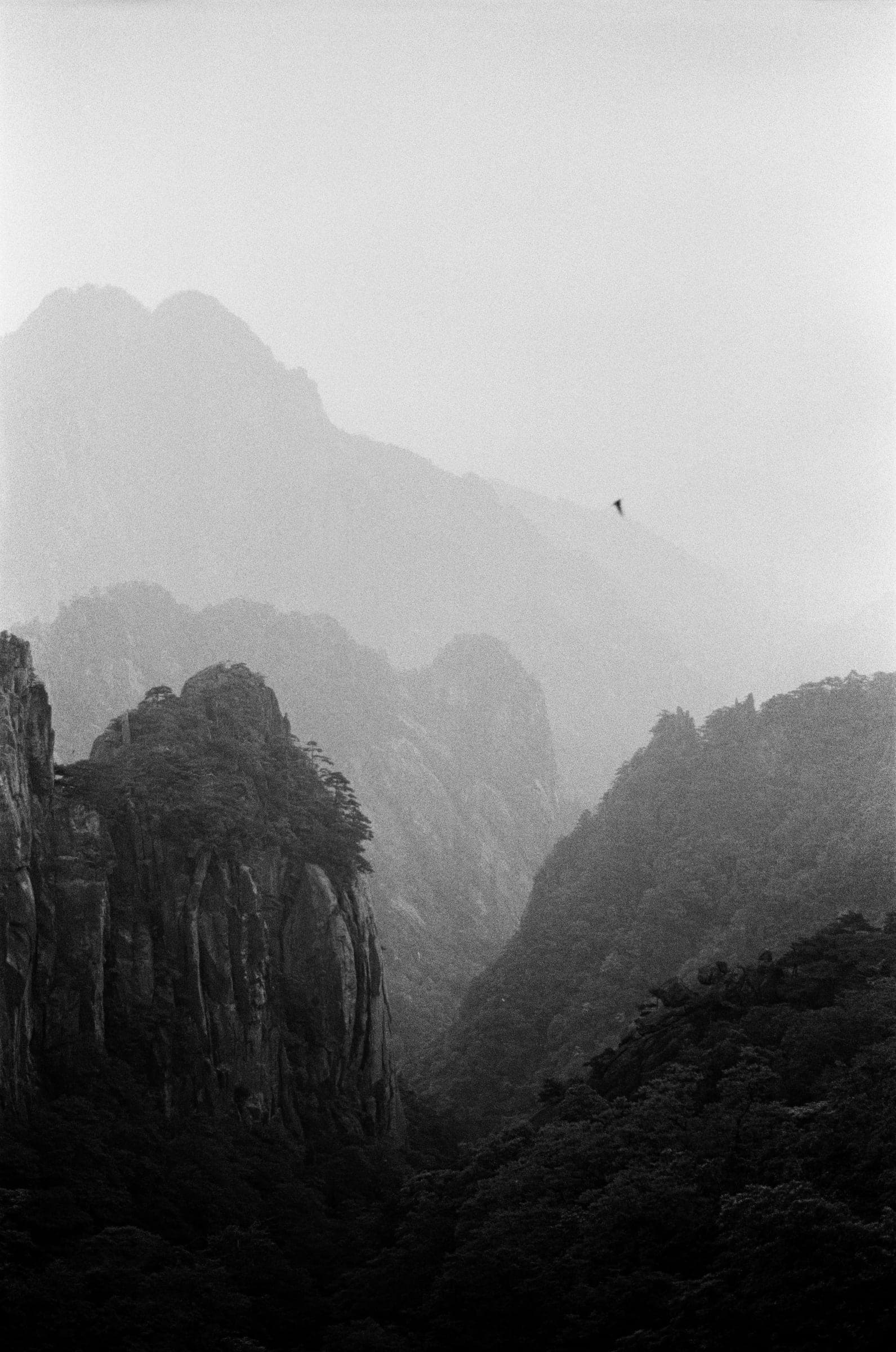 Misty granite peaks with a bird in flight, Huangshan, black and white